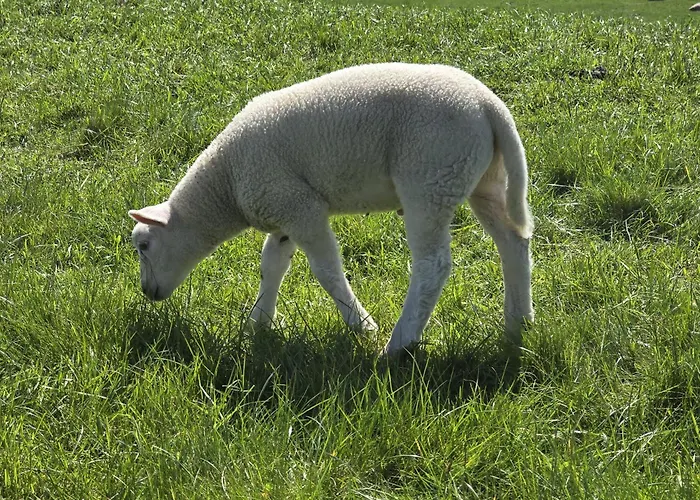 Strandgut 49 - Exklusive Penthousewohnung Mit Sauna & Nah Am Strand! Apartman